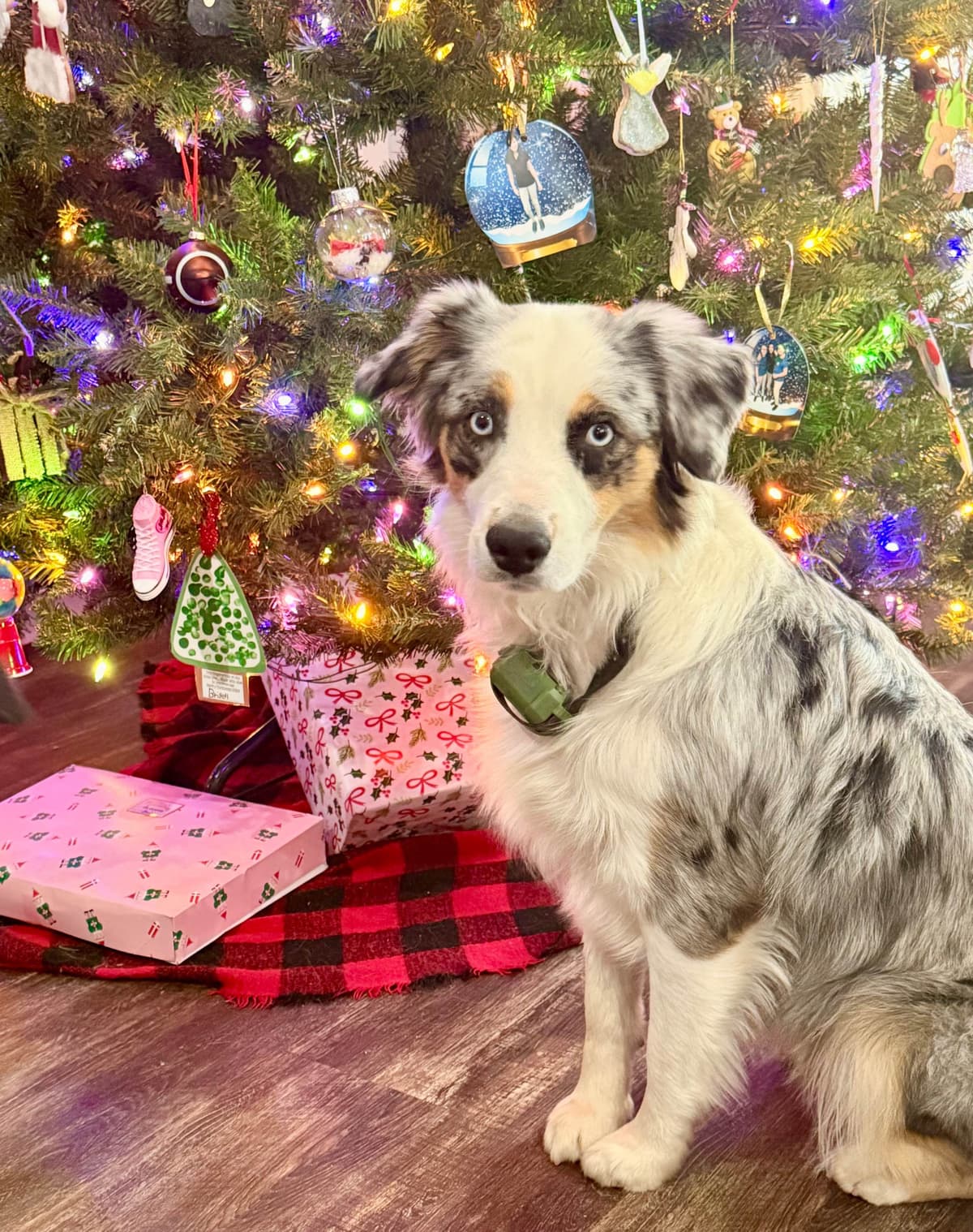 Australian Shepherd Puppies breeder image 8