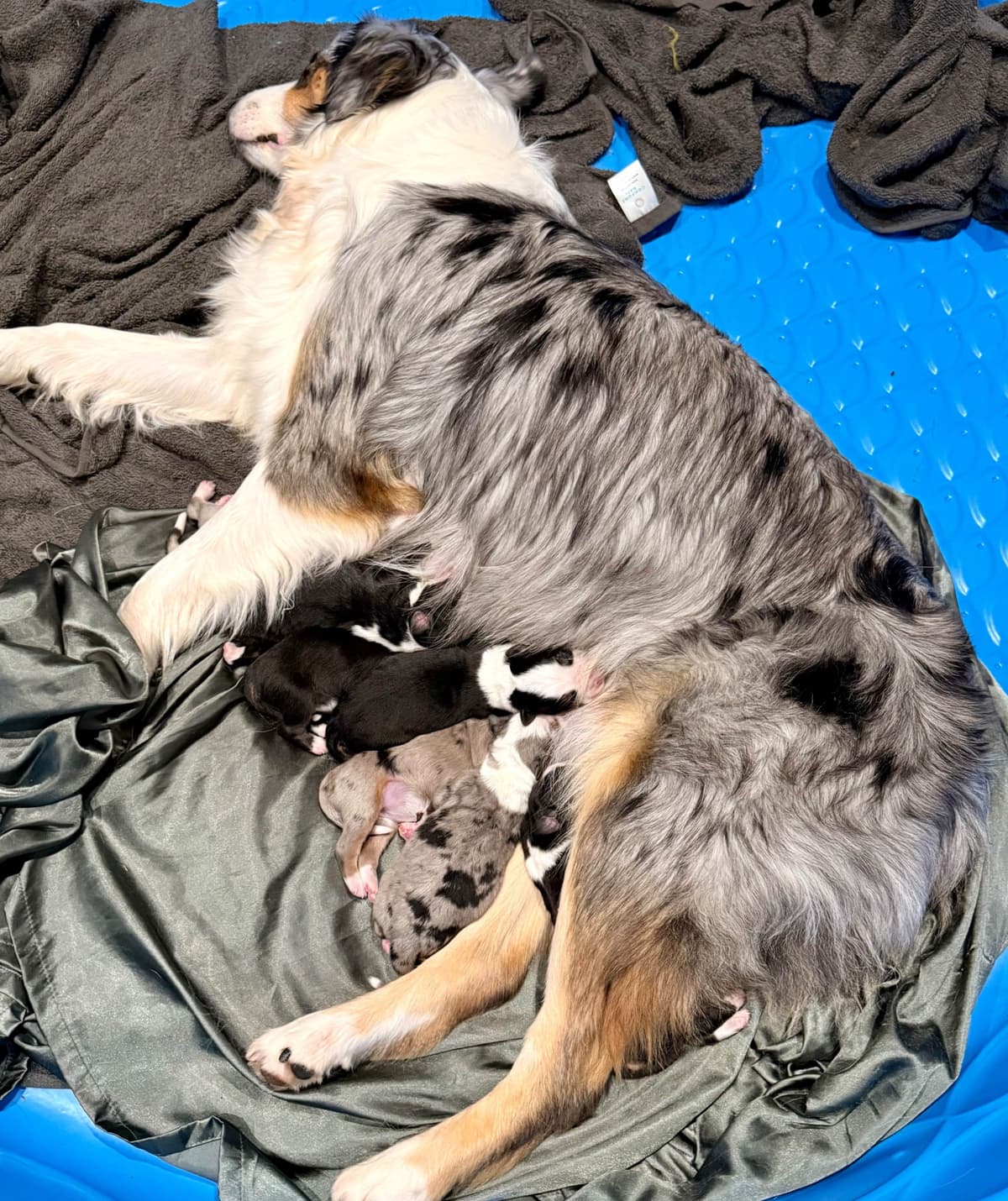 Australian Shepherd Puppies breeder image 7