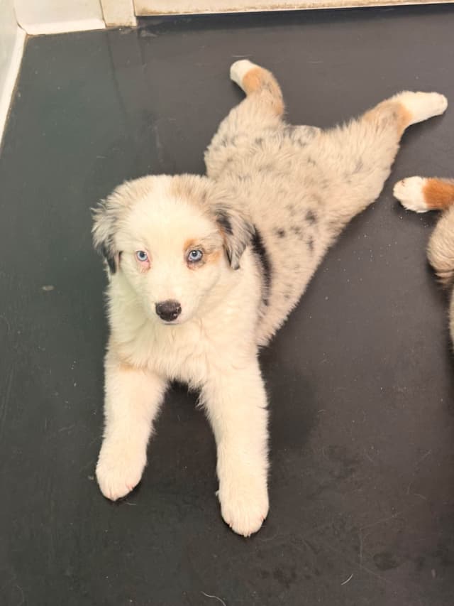 Australian Shepherd Puppies media 9