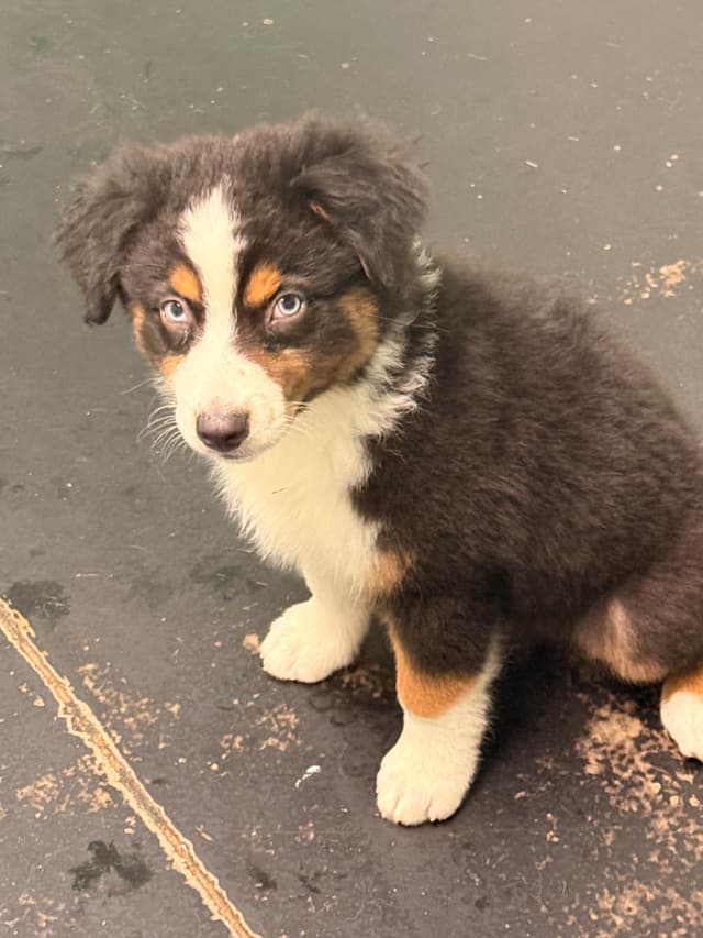 Australian Shepherd Puppies media 11