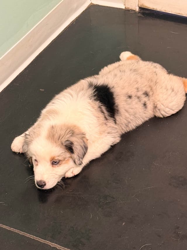 Australian Shepherd Puppies media 13