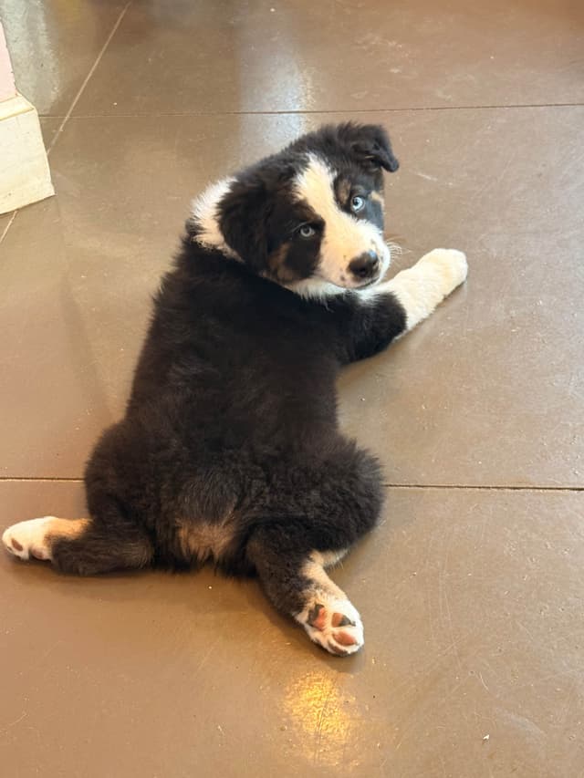 Australian Shepherd Puppies media 12