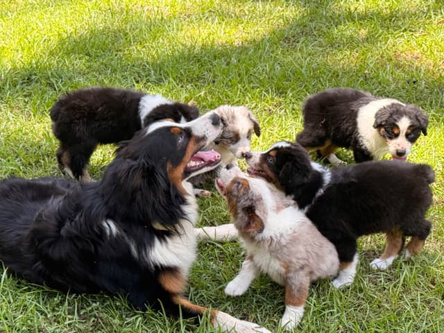 Australian Shepherd Puppies media 14