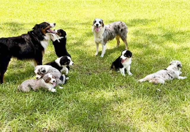 Australian Shepherd Puppies media 15