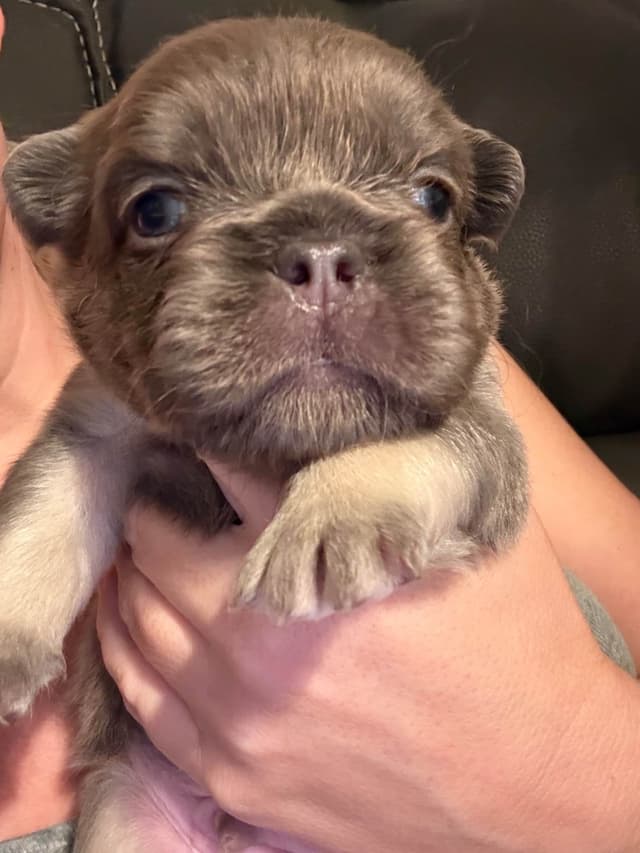 French Bulldog Puppies media 2