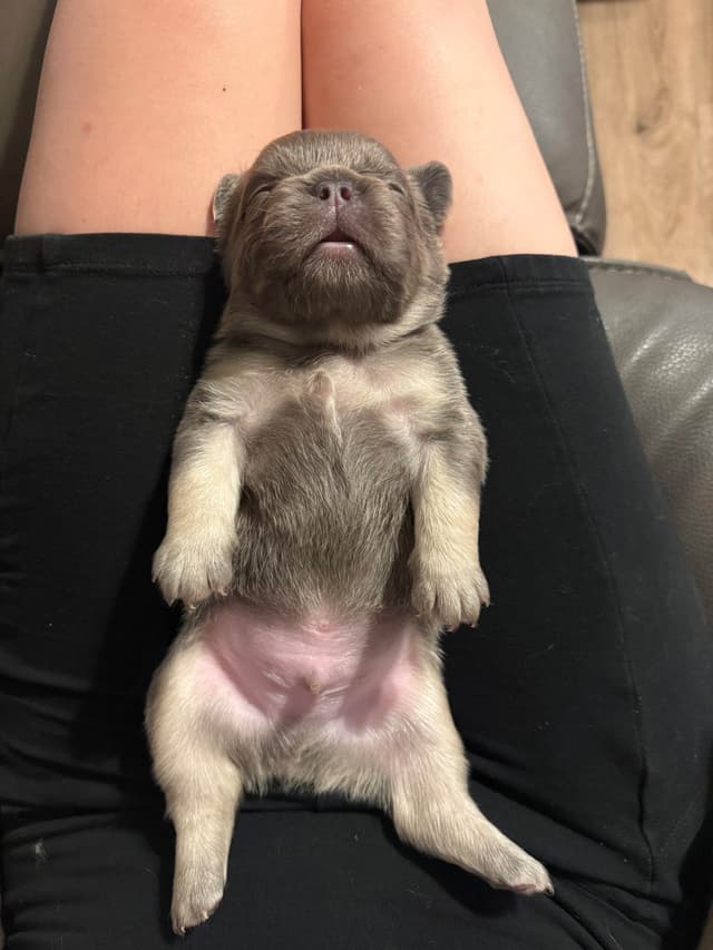 French Bulldog Puppies media 4