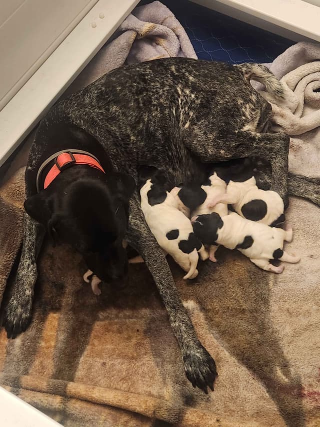Registered German Shorthaired Pointer Puppies media 2