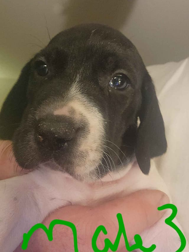 Registered German Shorthaired Pointer Puppies media 3