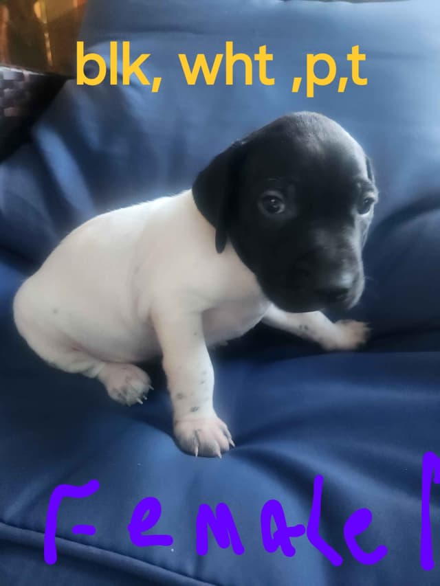 Registered German Shorthaired Pointer Puppies media 4