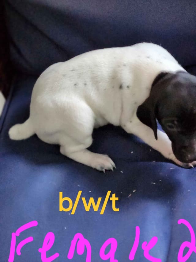 Registered German Shorthaired Pointer Puppies media 5