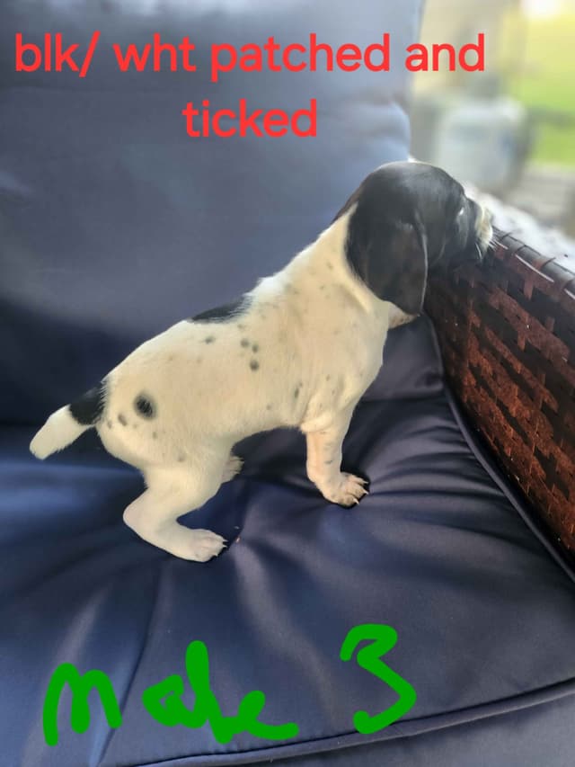 Registered German Shorthaired Pointer Puppies media 7