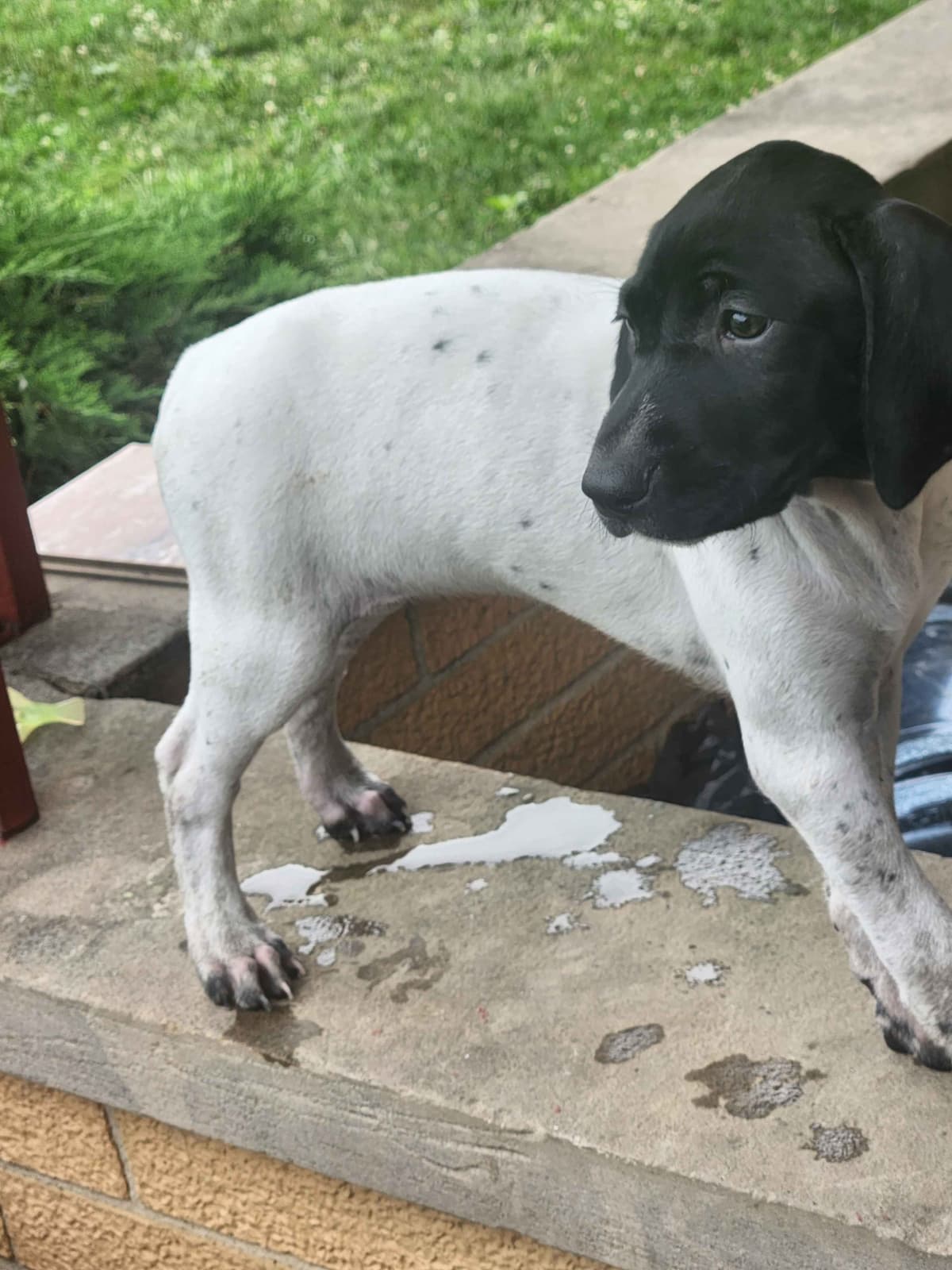 Registered German Shorthaired Pointer Puppies breeder image 1