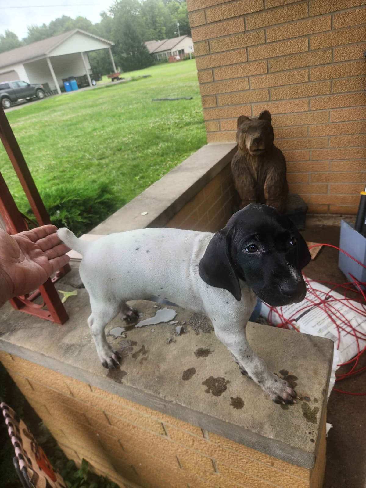 Registered German Shorthaired Pointer Puppies breeder image 2