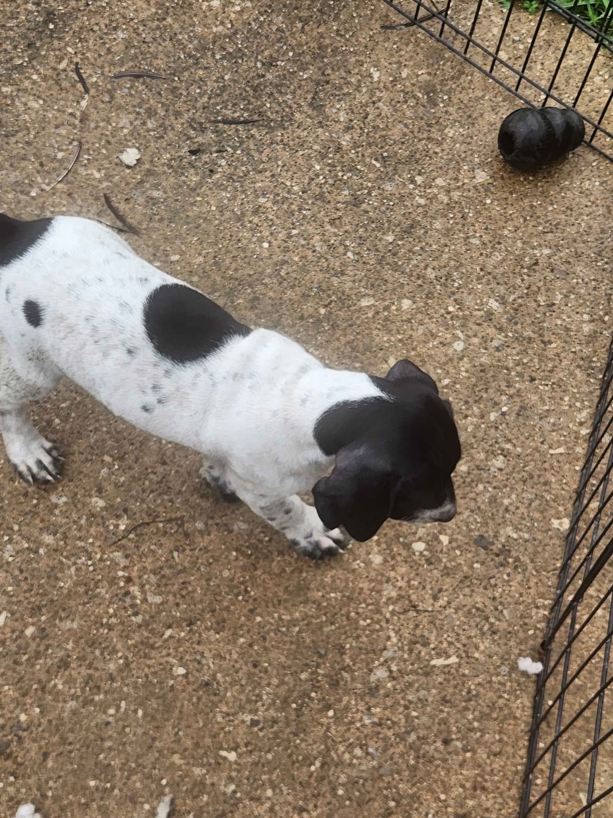 Registered German Shorthaired Pointer Puppies breeder image 3