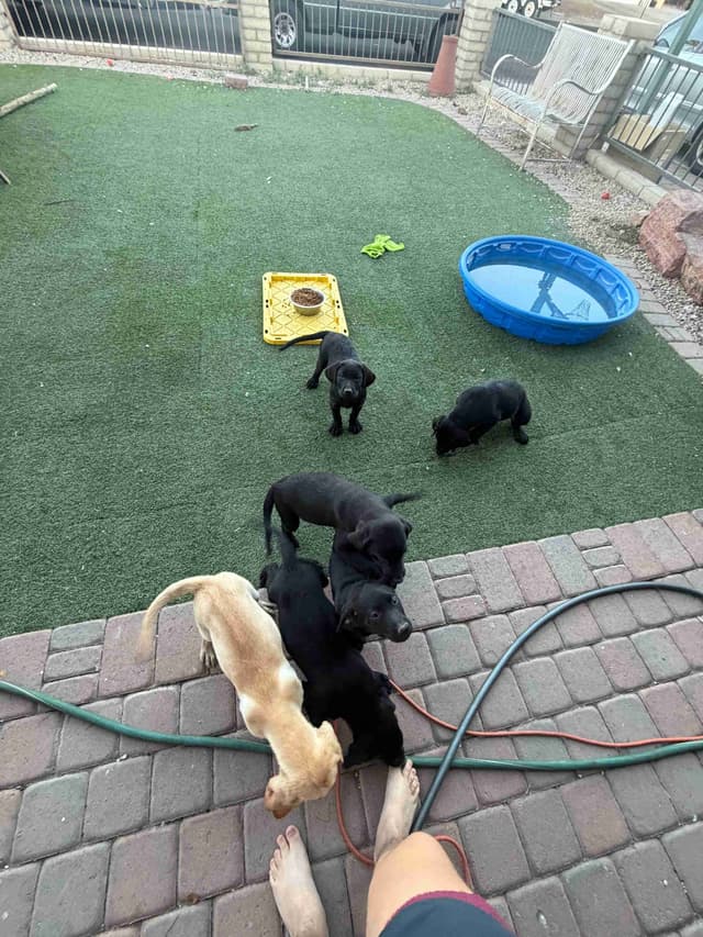 Labrador Retriever Puppies media 2