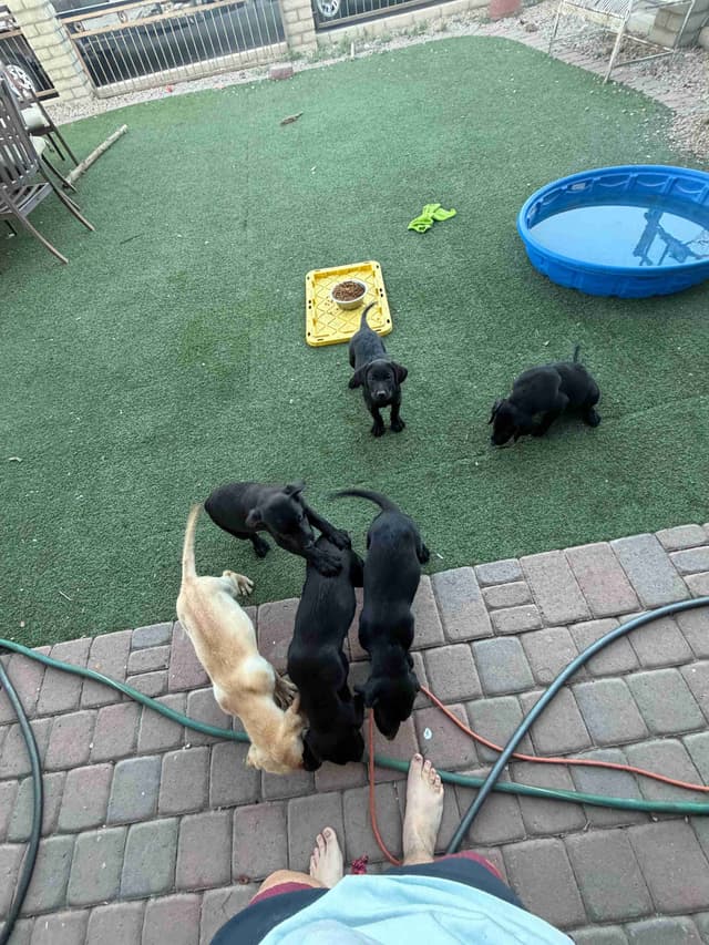 Labrador Retriever Puppies media 3