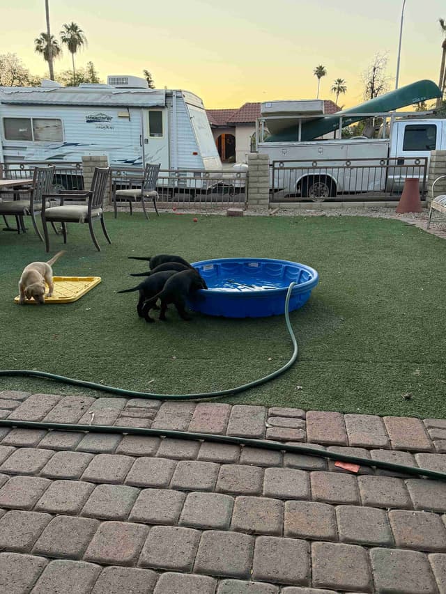 Labrador Retriever Puppies media 4