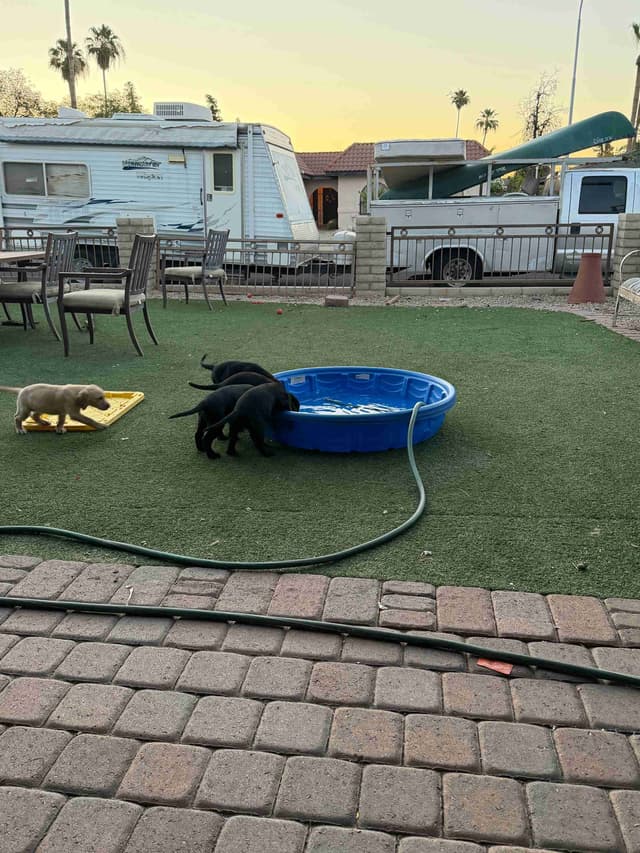 Labrador Retriever Puppies media 7