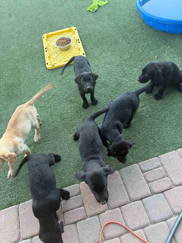 Labrador Retriever Puppies media 9