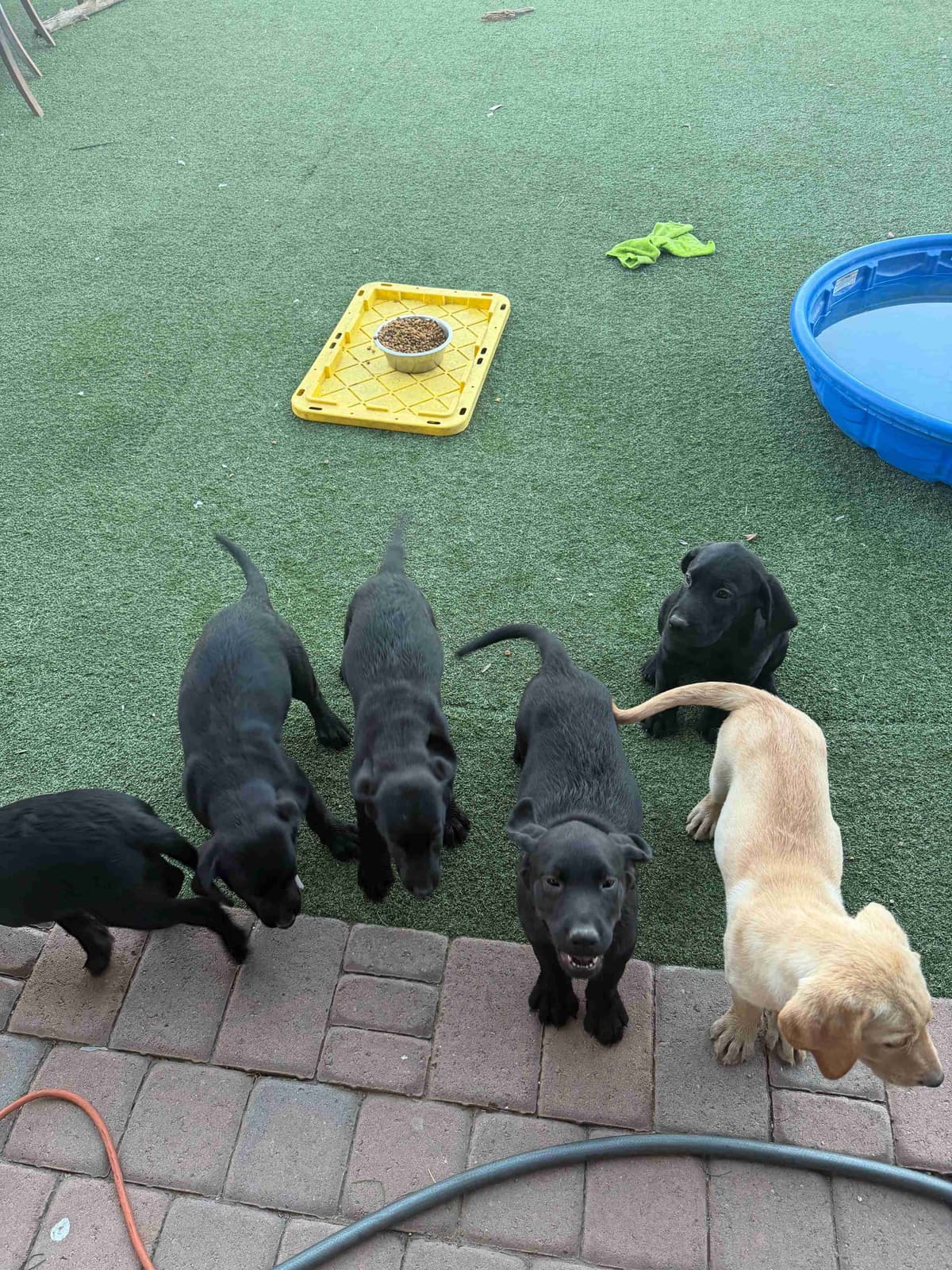 Labrador Retriever Puppies breeder image 7