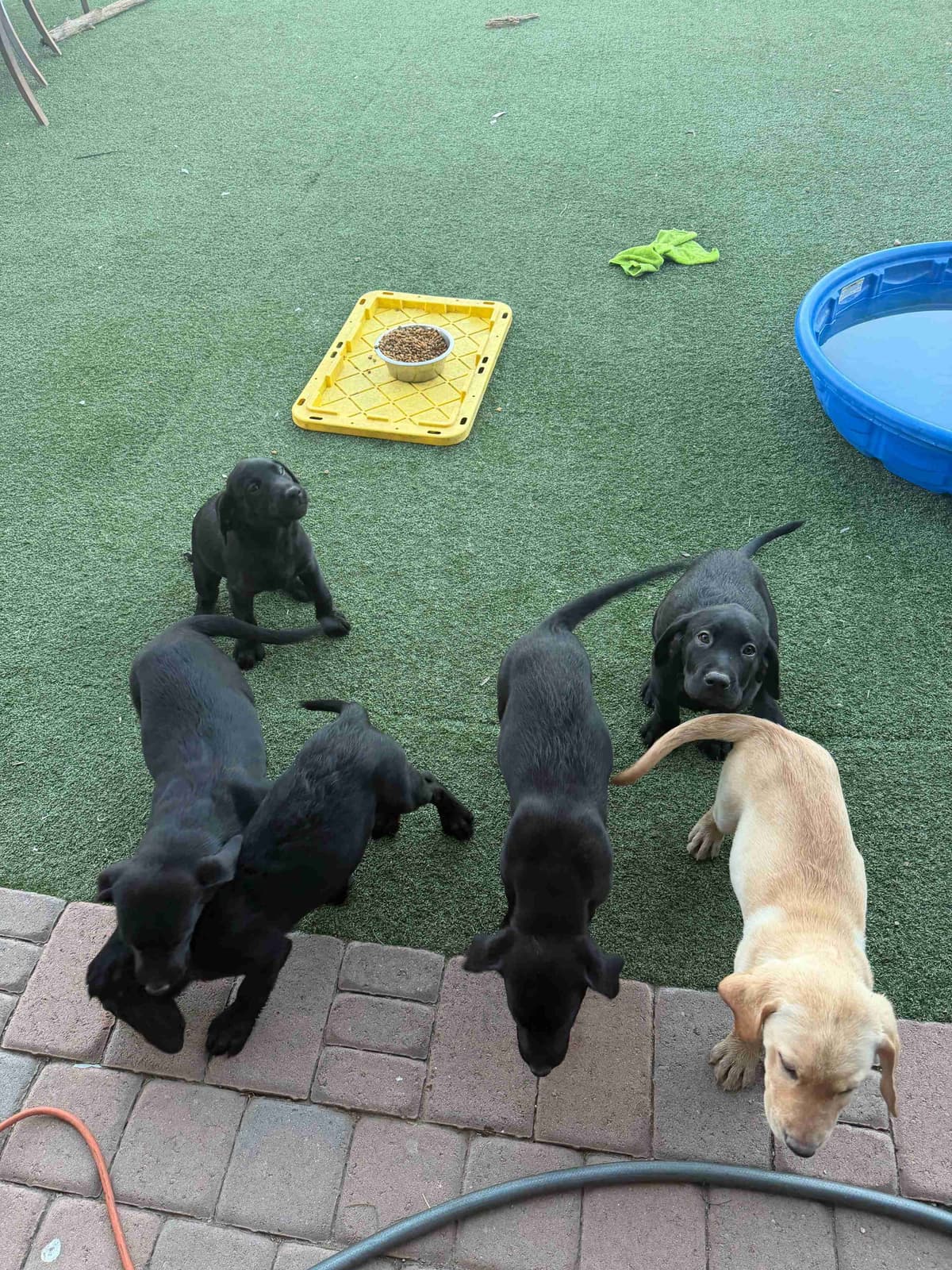 Labrador Retriever Puppies breeder image 6