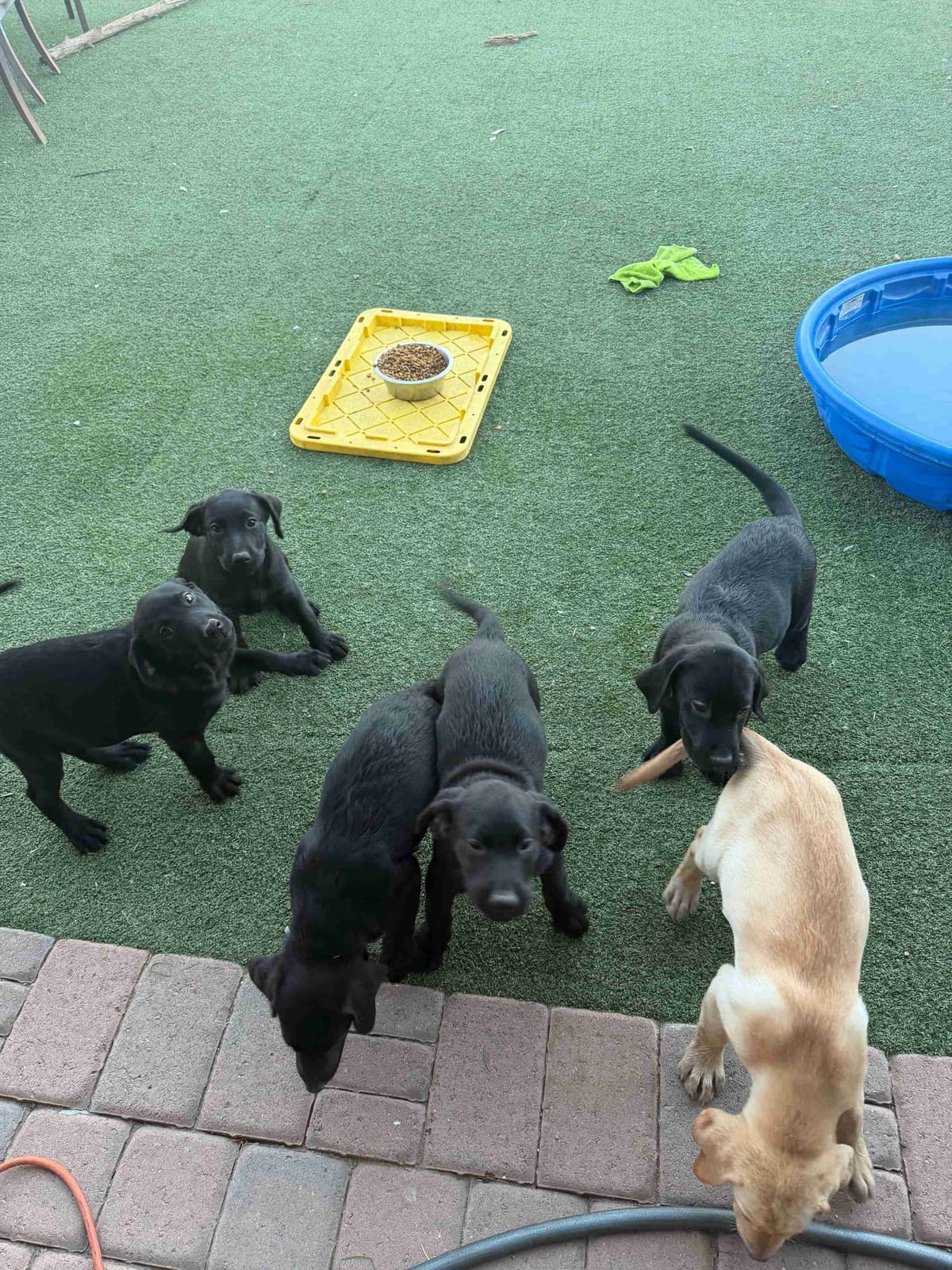 Labrador Retriever Puppies breeder image 10