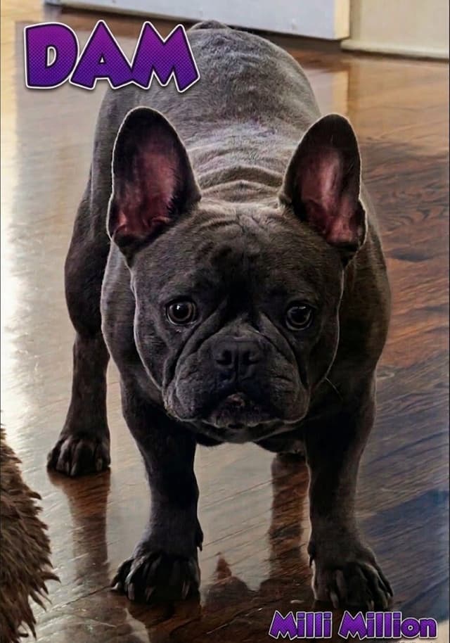 French Bulldog Puppies media 2