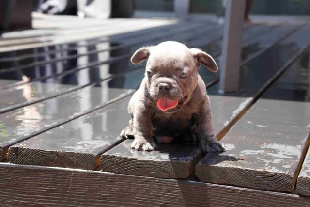 French Bulldog Puppies media 3