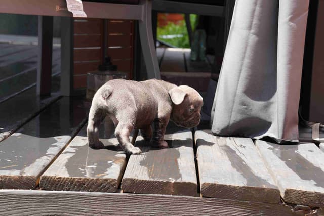 French Bulldog Puppies media 4