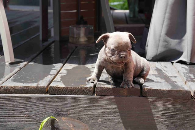 French Bulldog Puppies media 7