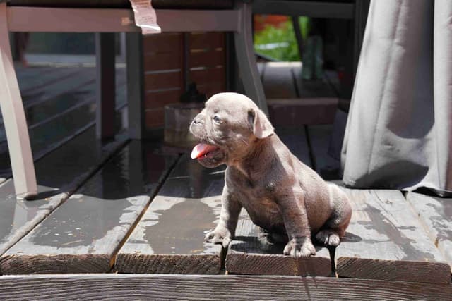 French Bulldog Puppies media 5