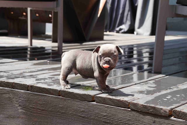 French Bulldog Puppies media 6