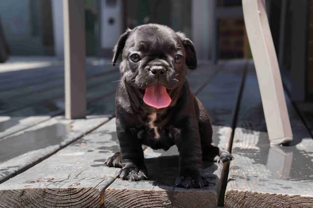 French Bulldog Puppies media 12