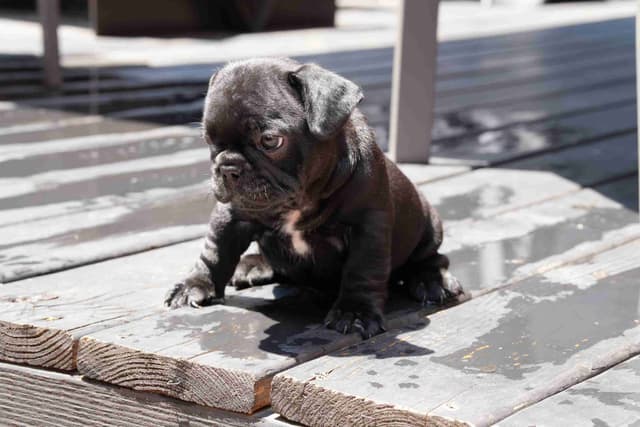 French Bulldog Puppies media 10