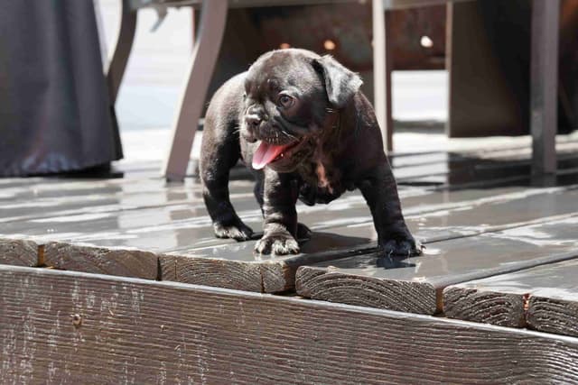 French Bulldog Puppies media 13