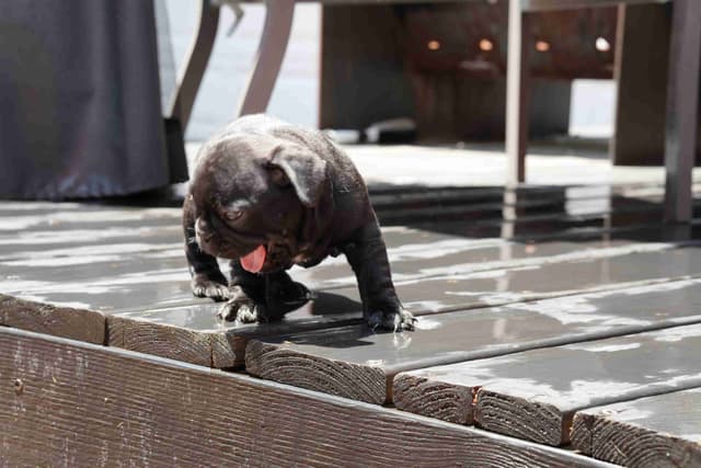 French Bulldog Puppies media 14