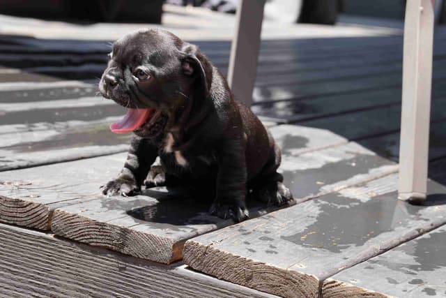 French Bulldog Puppies media 11