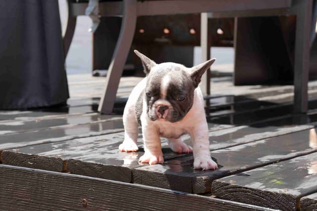 French Bulldog Puppies media 17