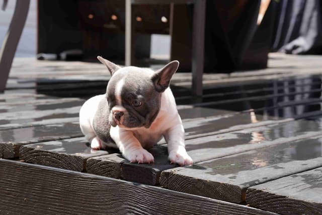 French Bulldog Puppies media 16