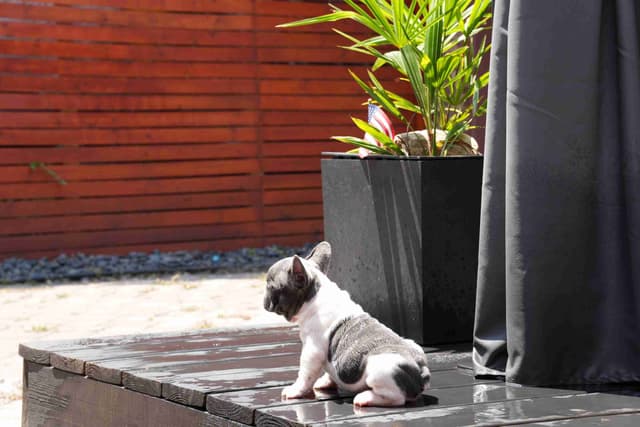 French Bulldog Puppies media 15