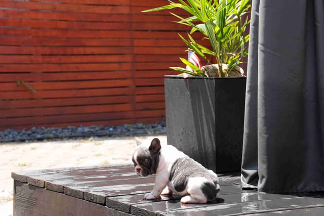 French Bulldog Puppies media 18