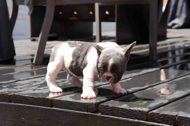 French Bulldog Puppies media 21