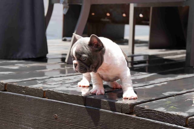 French Bulldog Puppies media 19