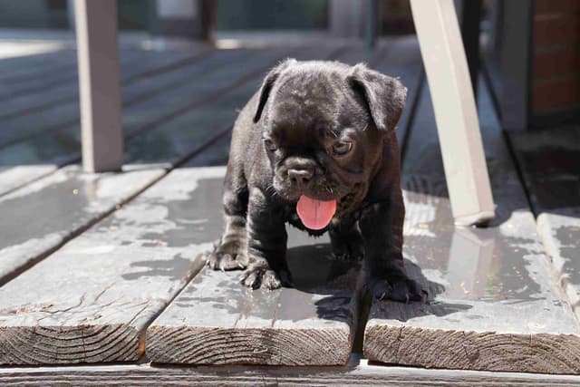 French Bulldog Puppies media 26