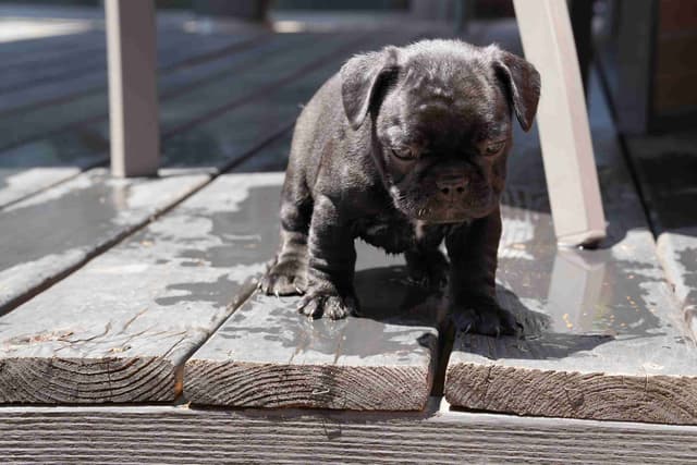 French Bulldog Puppies media 27
