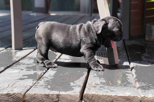 French Bulldog Puppies media 28