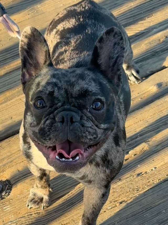 Call or Text 661-809-7966 - French Bulldog Puppies 2 Females, 2 Males media 5