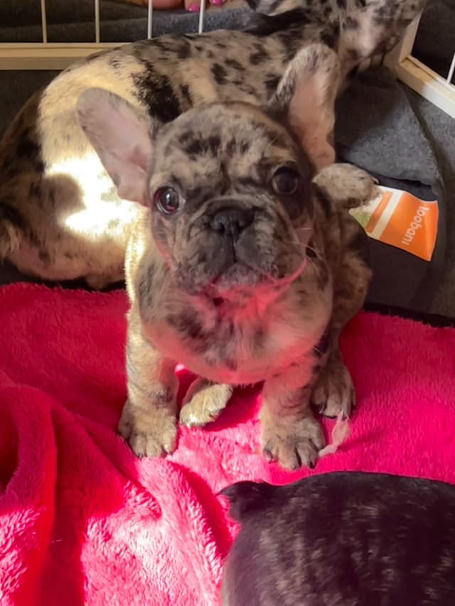 Call or Text 661-809-7966 - French Bulldog Puppies 2 Females, 2 Males media 2