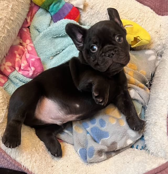Call or Text 661-809-7966 - French Bulldog Puppies 2 Females, 2 Males media 3