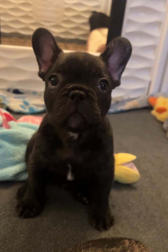 Call or Text 661-809-7966 - French Bulldog Puppies 2 Females, 2 Males media 4
